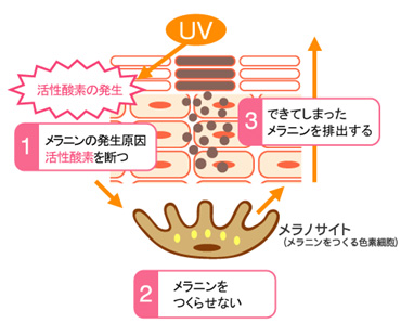upzCgg[ggSPv̔JjY