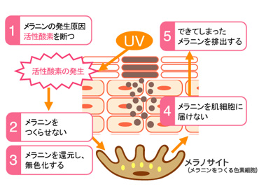 upzCgGbZXMDv̔JjY