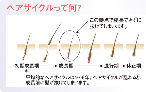 ヘアサイクルって何？