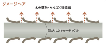 ダメージヘアはキューティクルが傷んでいます
