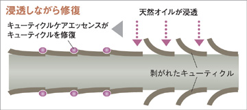 キューティクルケアエッセンスが浸透し、キューティクルを修復